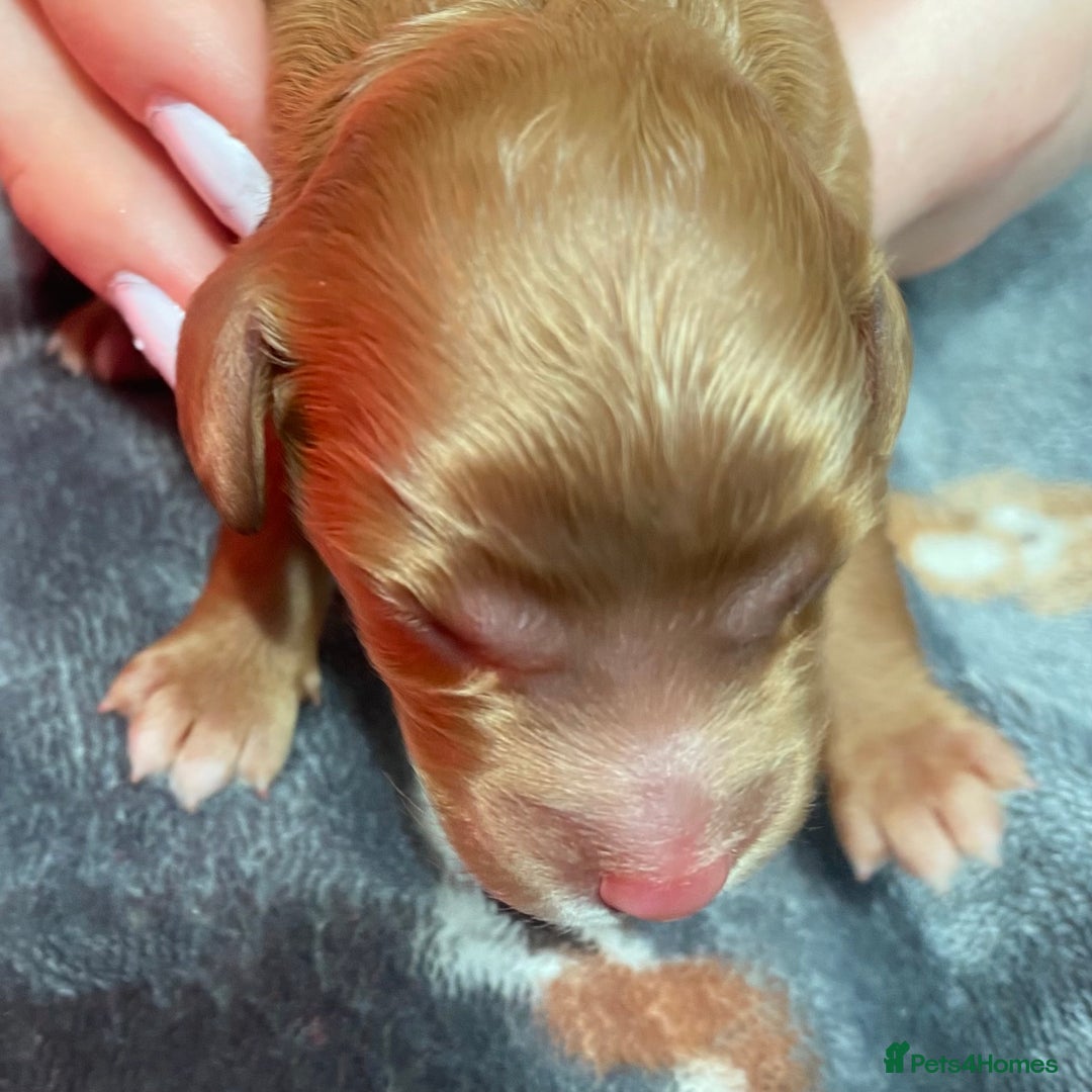 Cockapoo dogs for sale: Cockapoo puppies born 21/7/25 in Malvern - Image 7