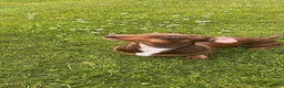 Miniature Dachshund dogs for stud: Perseus- Miniature Smooth-Haired Dachshund Stud - Advert 11
