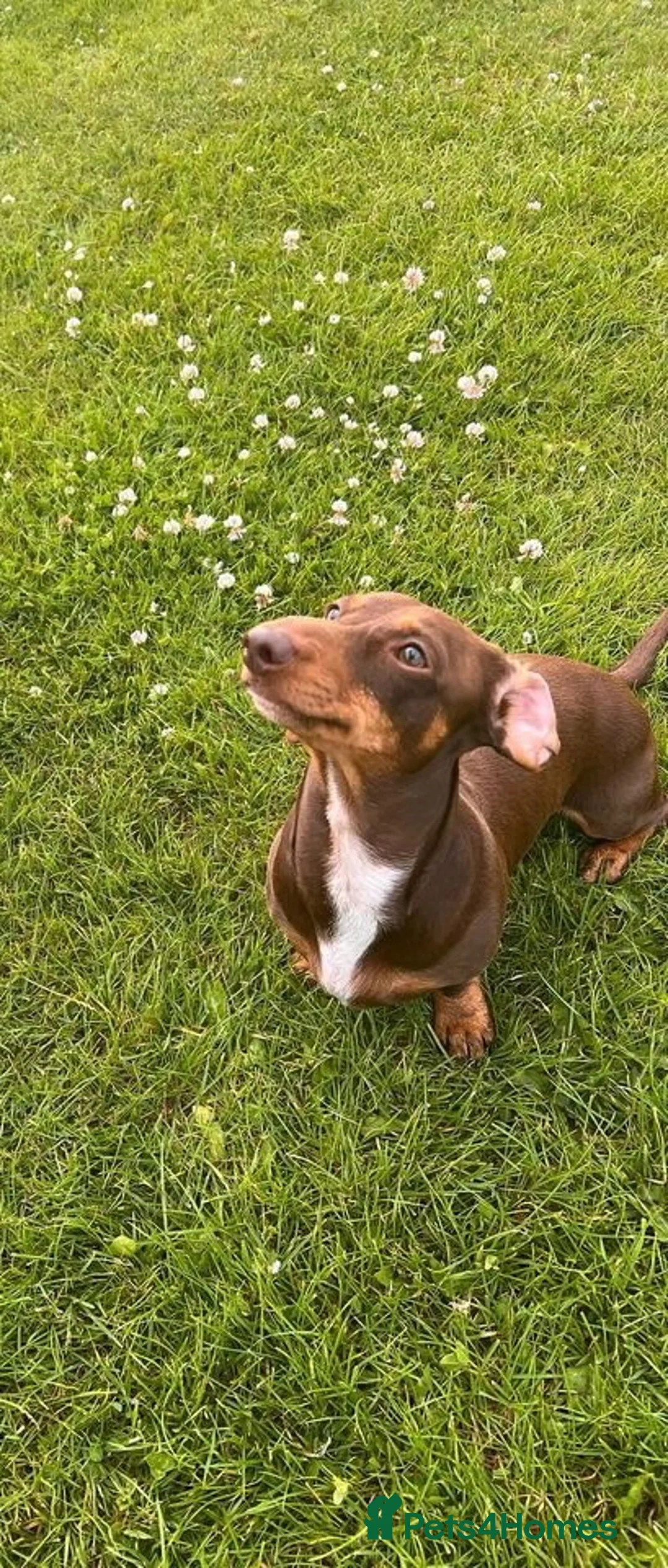 Miniature Dachshund dogs for stud: Perseus- Miniature Smooth-Haired Dachshund Stud - Advert 11