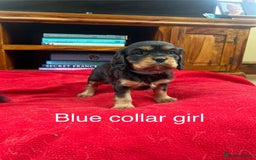 Cavalier King Charles Spaniel dogs for sale: Gorgeous Cavalier King Charles puppies for sale - Image 2