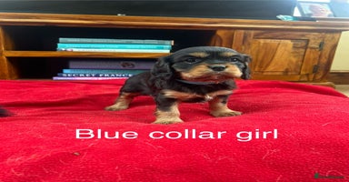 Cavalier King Charles Spaniel dogs - Advert 3