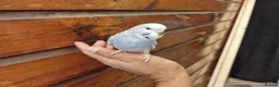 Budgerigars birds for sale: Super silly hand tamed baby budgies  - Advert 17