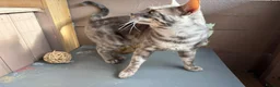 Bengal cats for sale: Retired Blue Bengal Boys - Advert 4
