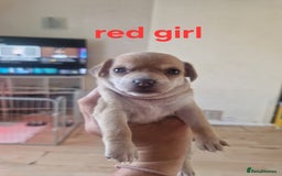 Mixed Breed dogs for sale: Chihuahua x jack russell pups - Image 3