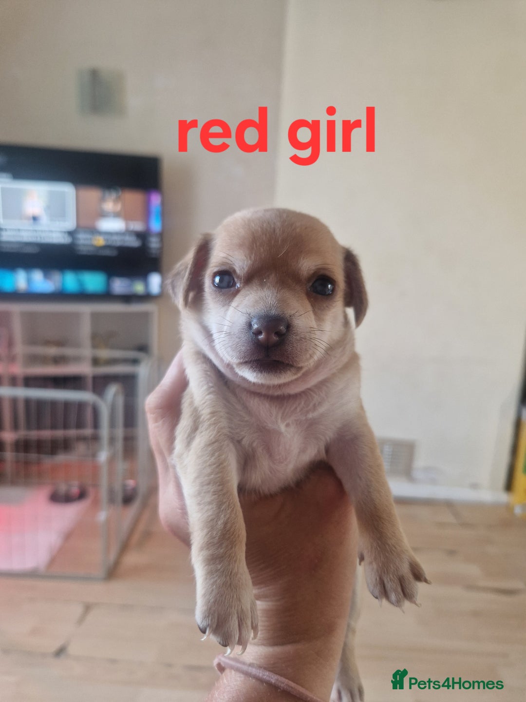 Mixed Breed dogs for sale: Chihuahua x jack russell pups - Image 3
