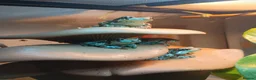 Frog reptiles for sale: Amazon milk frog tadpoles in Edinburgh - Advert 4