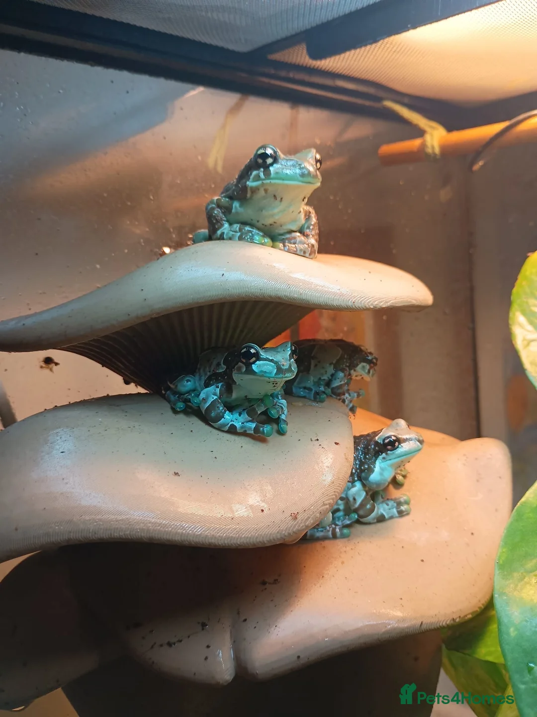 Frog reptiles for sale: Amazon milk frog tadpoles in Edinburgh - Advert 4