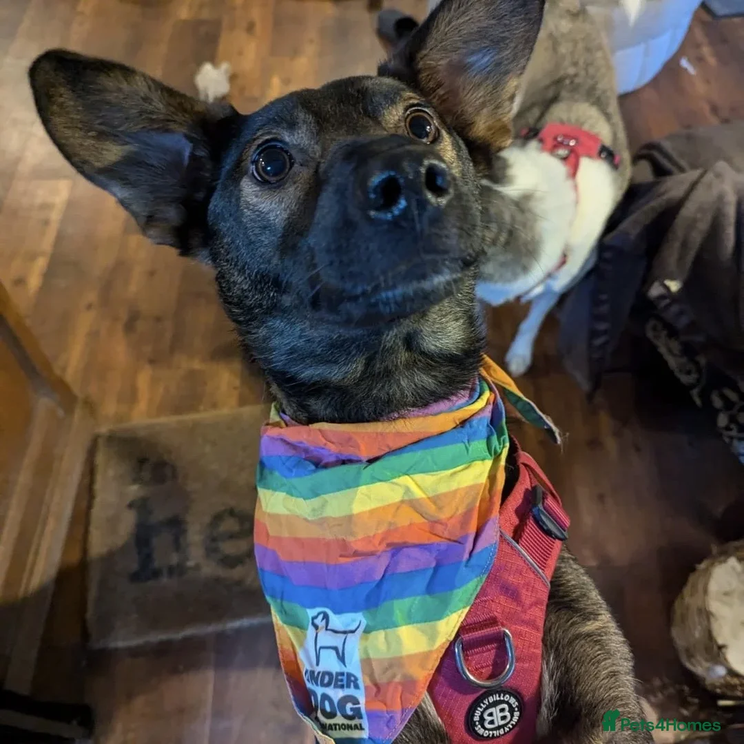 Mixed Breed dogs for adoption: Maro  in Birmingham - Advert 23