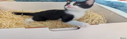 Mixed Breed cats for sale: Black and white female kitten in Dagenham - Advert 9