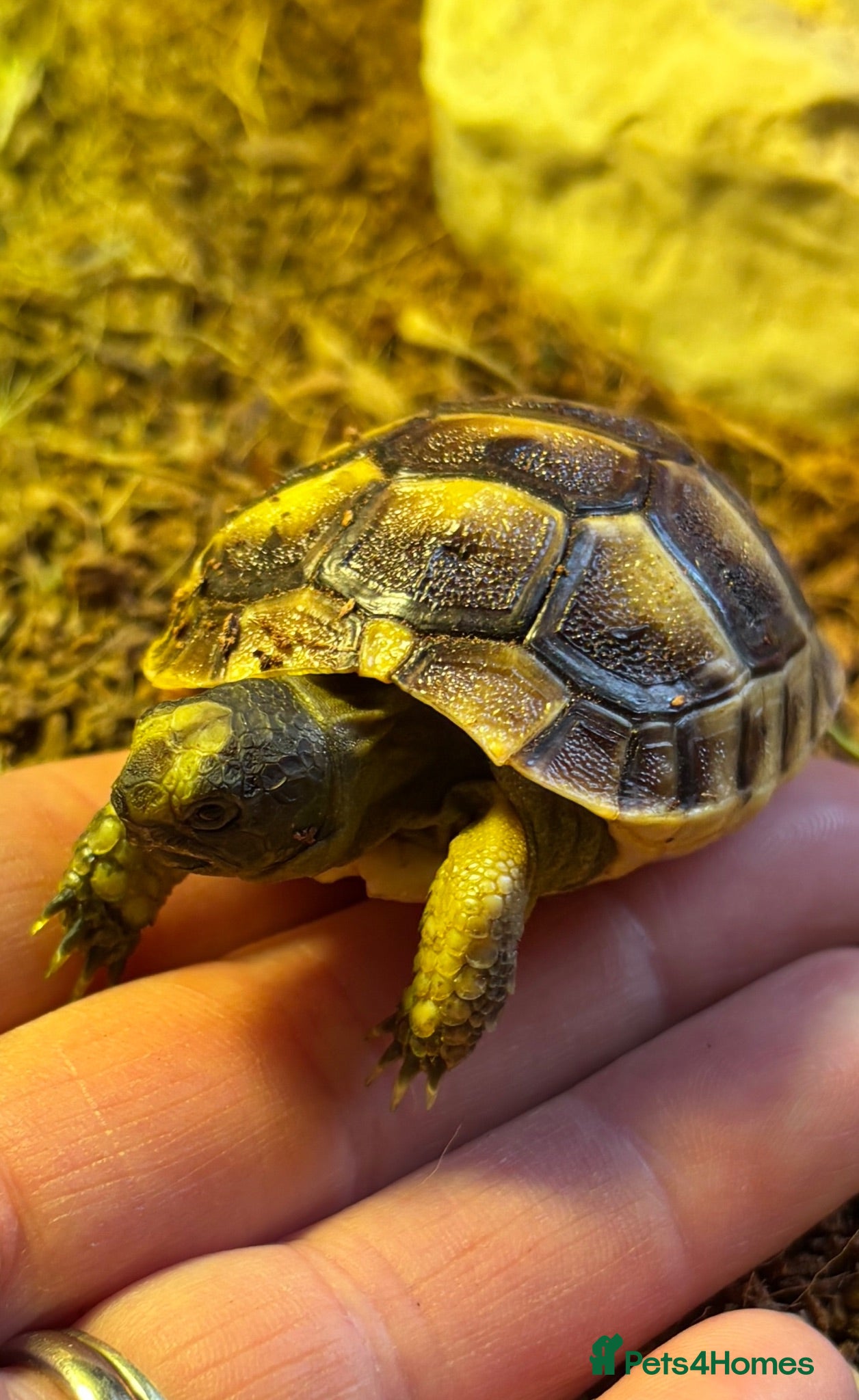 Tortoise reptiles Mediterranean Spurthigh Tortoise Hatchlings - Advert 1