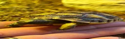 Tortoise reptiles for sale: Mediterranean Spurthigh Tortoise Hatchlings - Advert 1