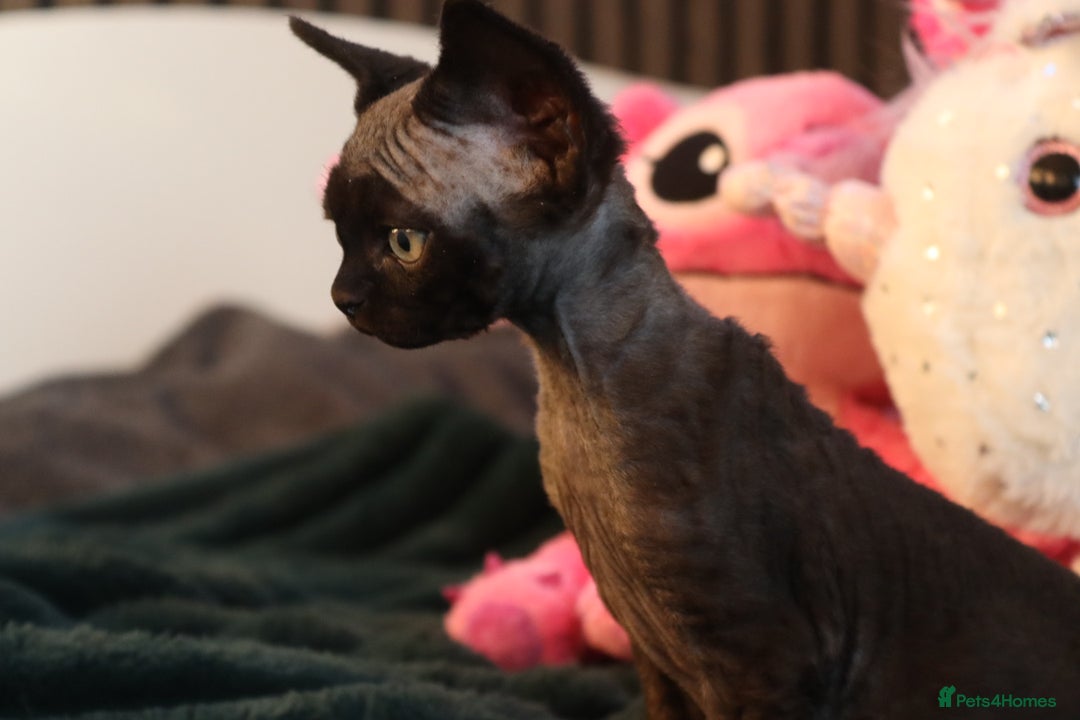 Devon Rex cats for sale: 🎉❤️Beautiful and healthy Devon Rex boy❤️🎉 - Advert 2