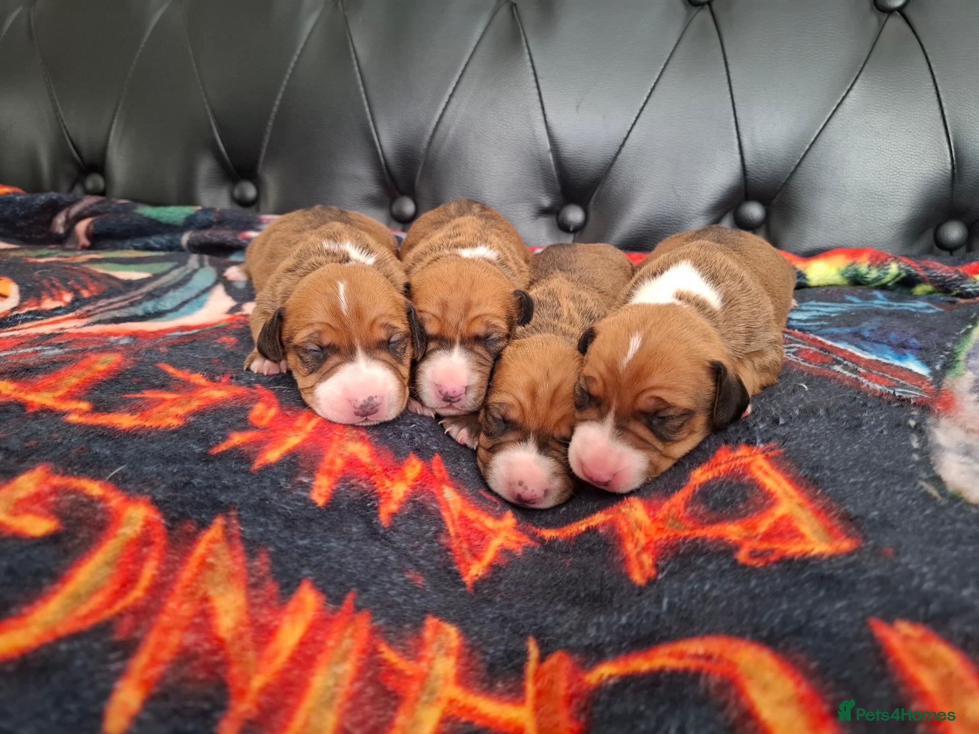 Mixed Breed dogs for sale: Bull terrier X Miniature Dachshund puppies - Advert 2