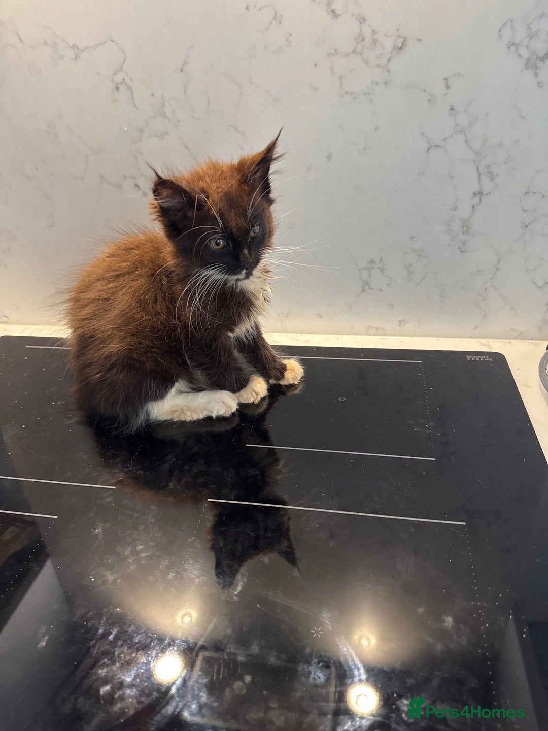 Maine Coon cats for sale: GCCF Registered Kittens. Beautiful lively kittens  - Image 30