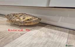 Quail poultry for sale: Coturnix quail three week old (not sexed)  - Image 11