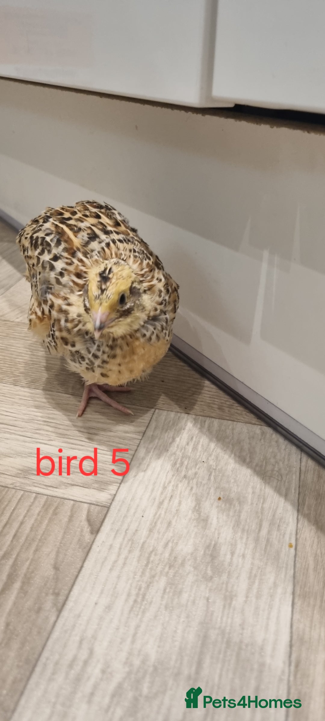 Quail poultry for sale: Coturnix quail three week old (not sexed)  - Image 11