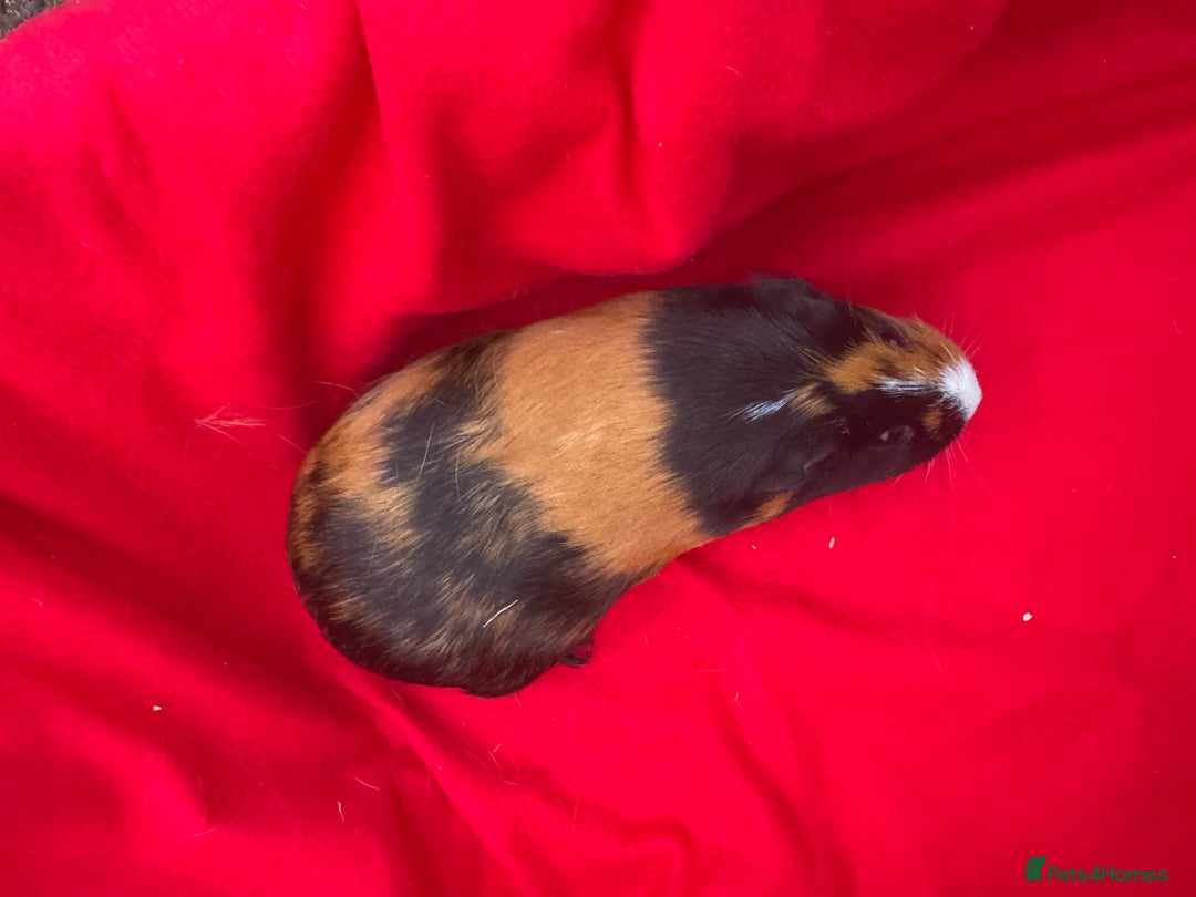 Guinea Pig rodents for sale: Mixed aged females  - Image 7