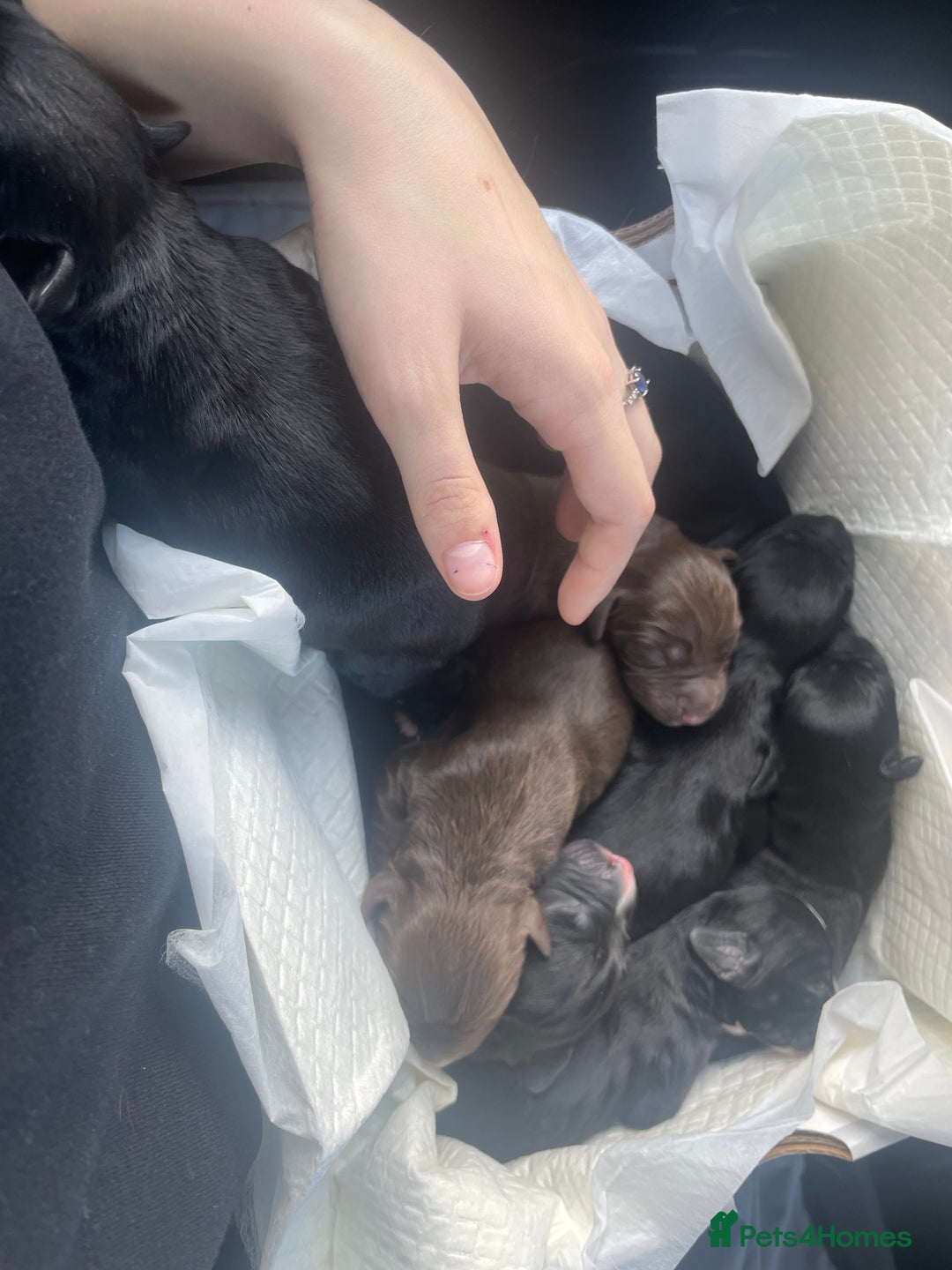 Mixed Breed dogs for sale: Border Collie Cocker puppies - Image 3