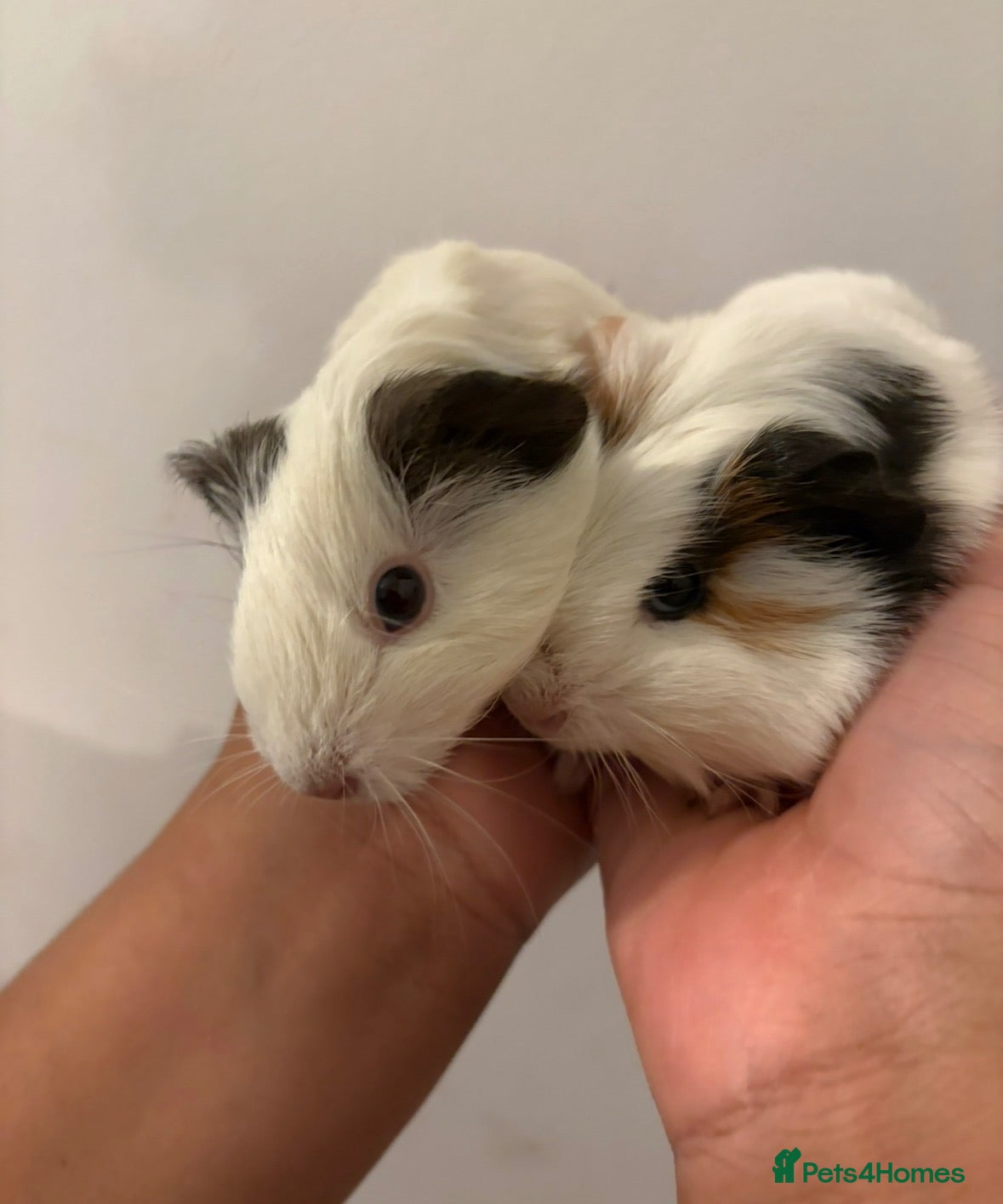 Guinea Pig rodents for sale: guinea pig for free no deposit completely free - Advert 14