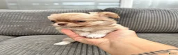 Chihuahua dogs for sale: KC LONG COAT CHIHUAHUA’S - Advert 10