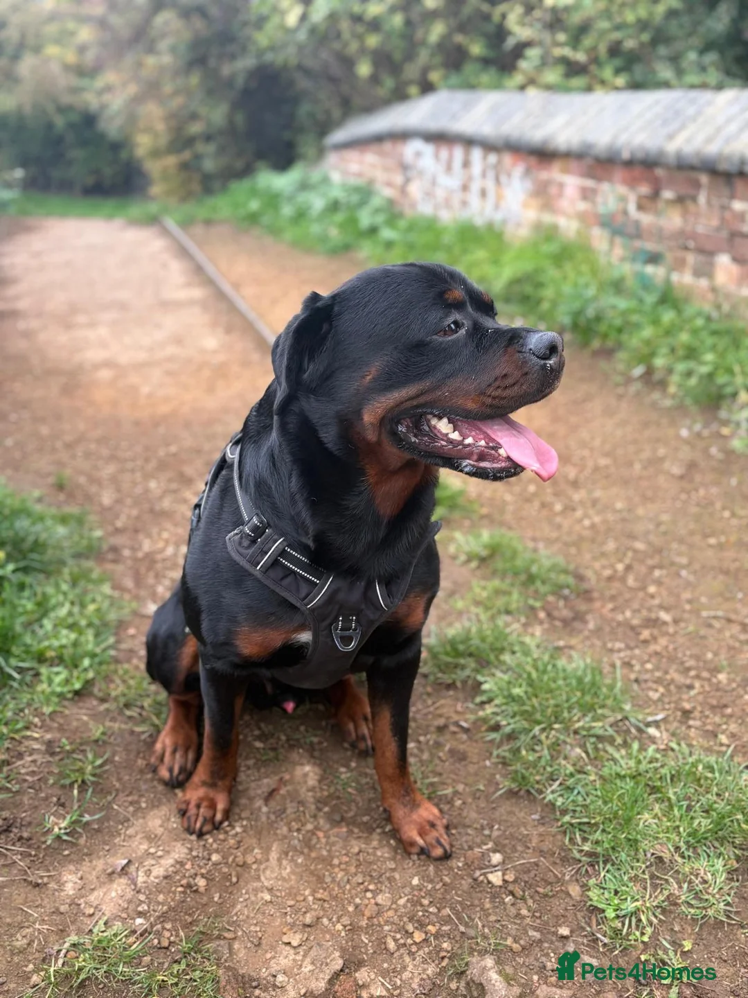 Rottweiler dogs for stud: Pure Pedigree Rottweiler Stud in Coventry - Advert 6