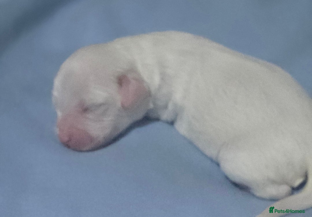 Australian Labradoodle dogs for sale: MINI Australian Labradoodle  in Leicester - Image 7