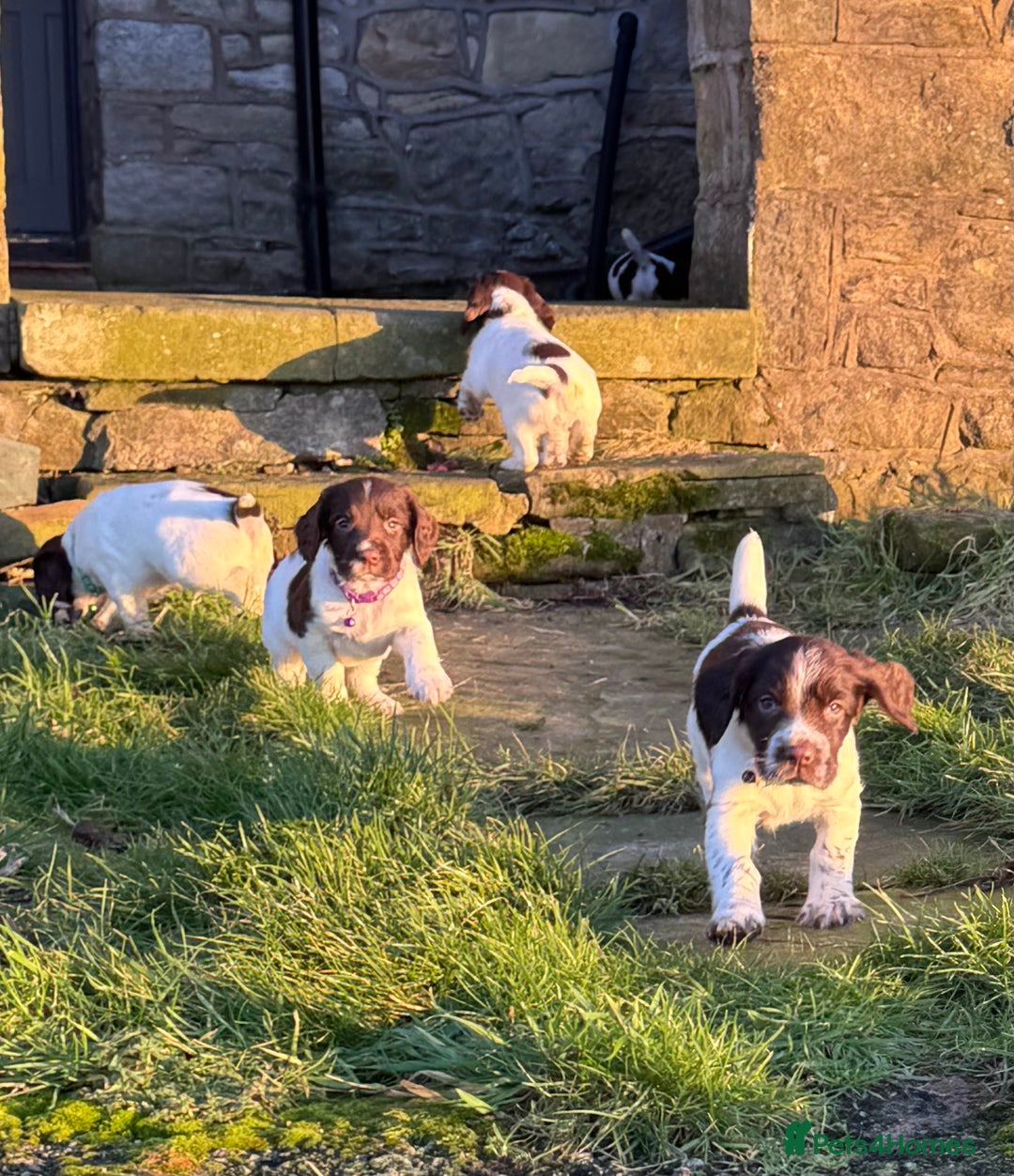 English Springer Spaniel dogs for sale: Beautifully marked, kc registered, legally docked. - Advert 8