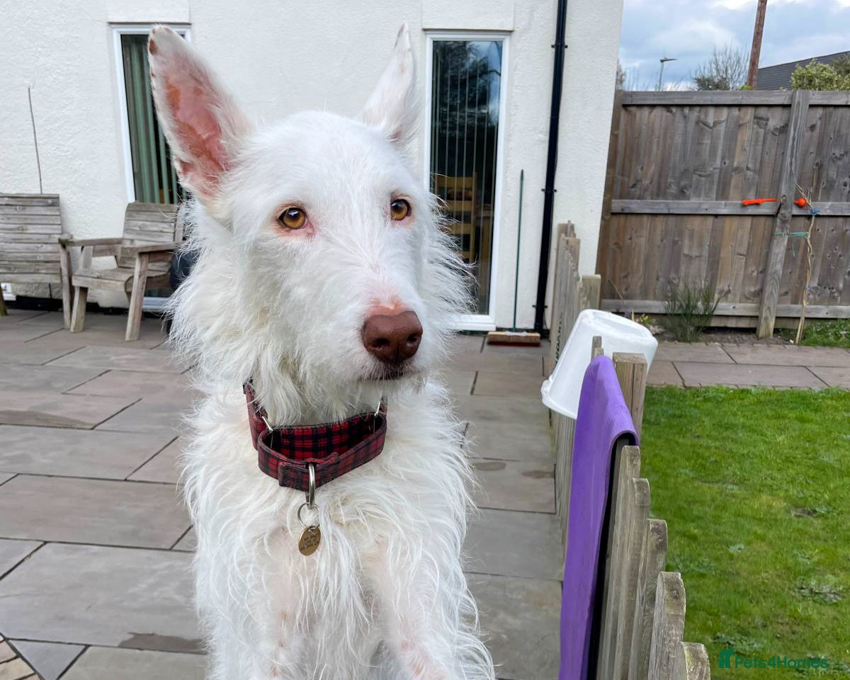 Ibizan Hound dogs Babu - Spanish Podenco  - Advert 2