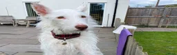 Ibizan Hound dogs for adoption: Babu - Spanish Podenco  in Doncaster - Advert 2