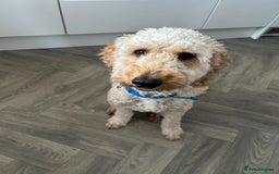 Cockapoo dogs for sale: Teddy - Image 1