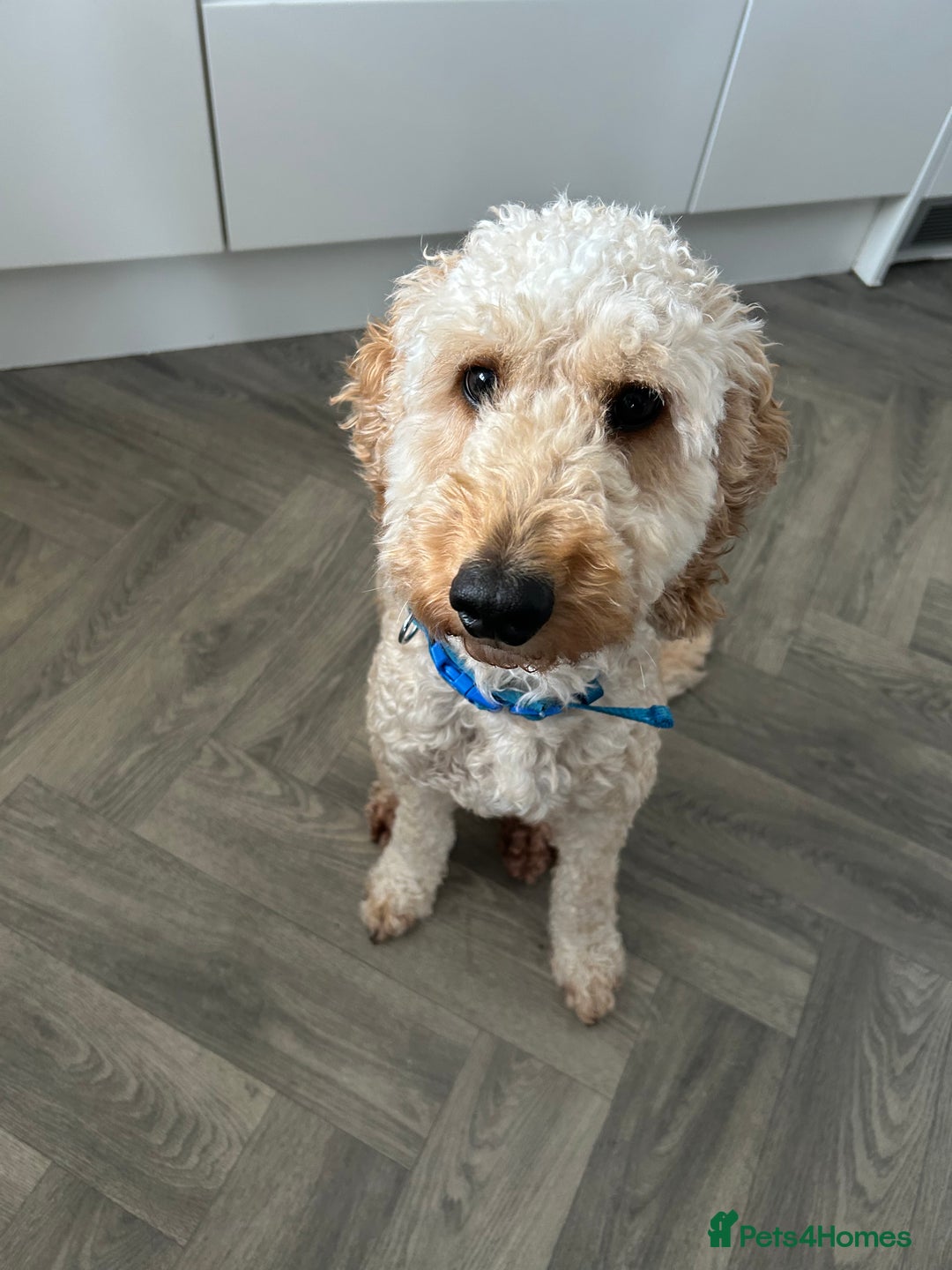 Cockapoo dogs for sale: Teddy - Image 1