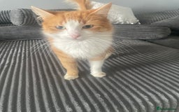 Mixed Breed cats for sale: Kittens ❤️ - Image 2