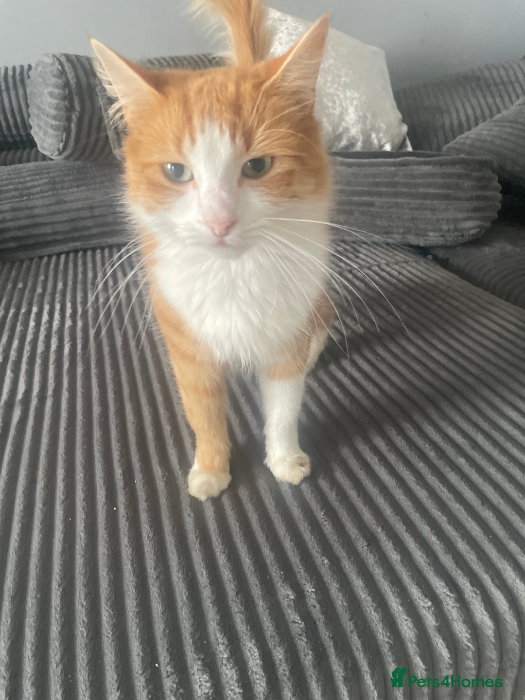 Mixed Breed cats for sale: Kittens ❤️ - Image 2