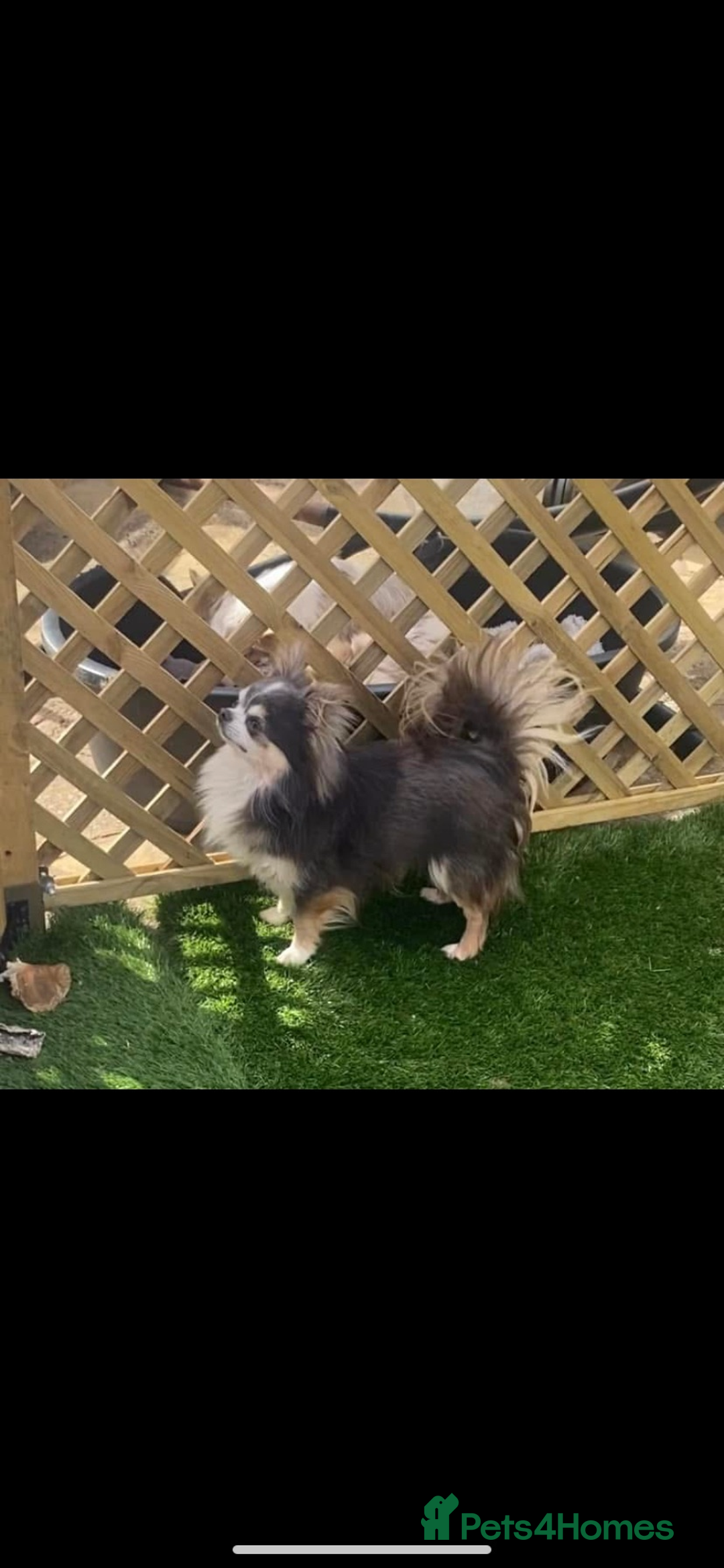 Chihuahua dogs for sale: Stunning chihuahua puppies  - Advert 17