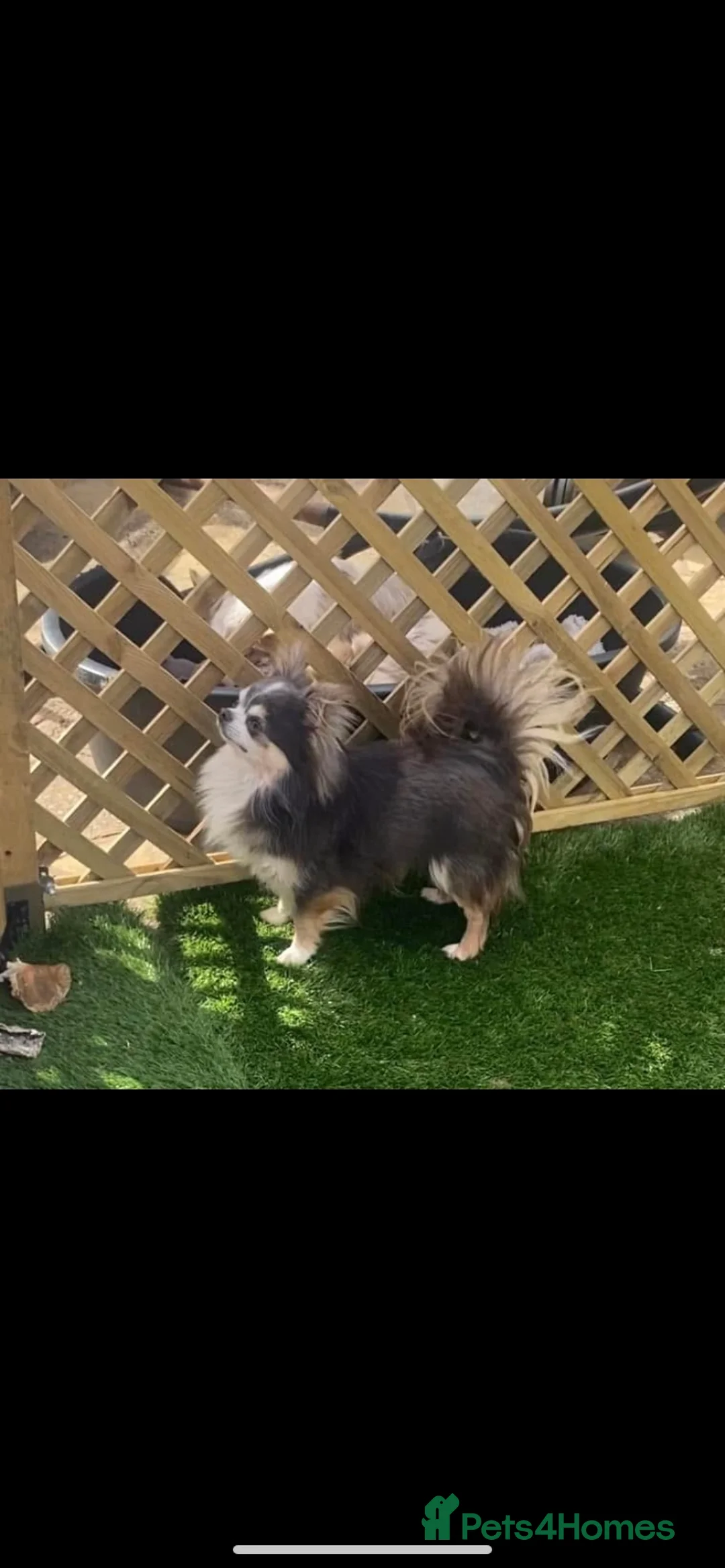 Chihuahua dogs for sale: Long coat chihuahua puppies  - Advert 11