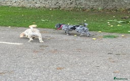 Cockapoo dogs for sale: Cockapoo - Image 7