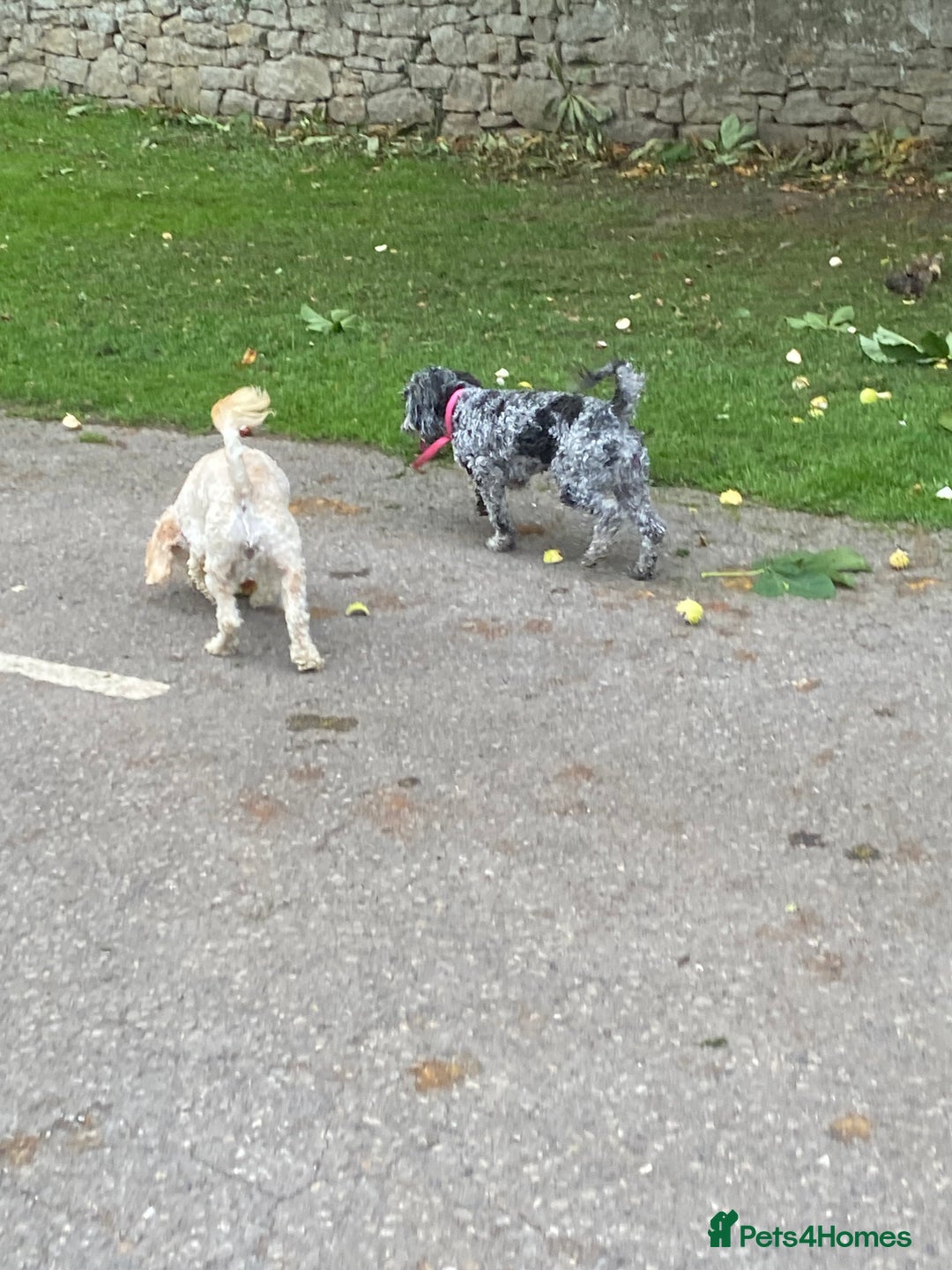 Cockapoo dogs for sale: Cockapoo - Image 7