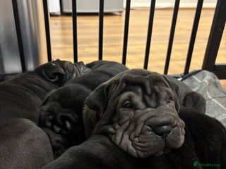Shar Pei dogs Beautiful Shar peis - Advert 6