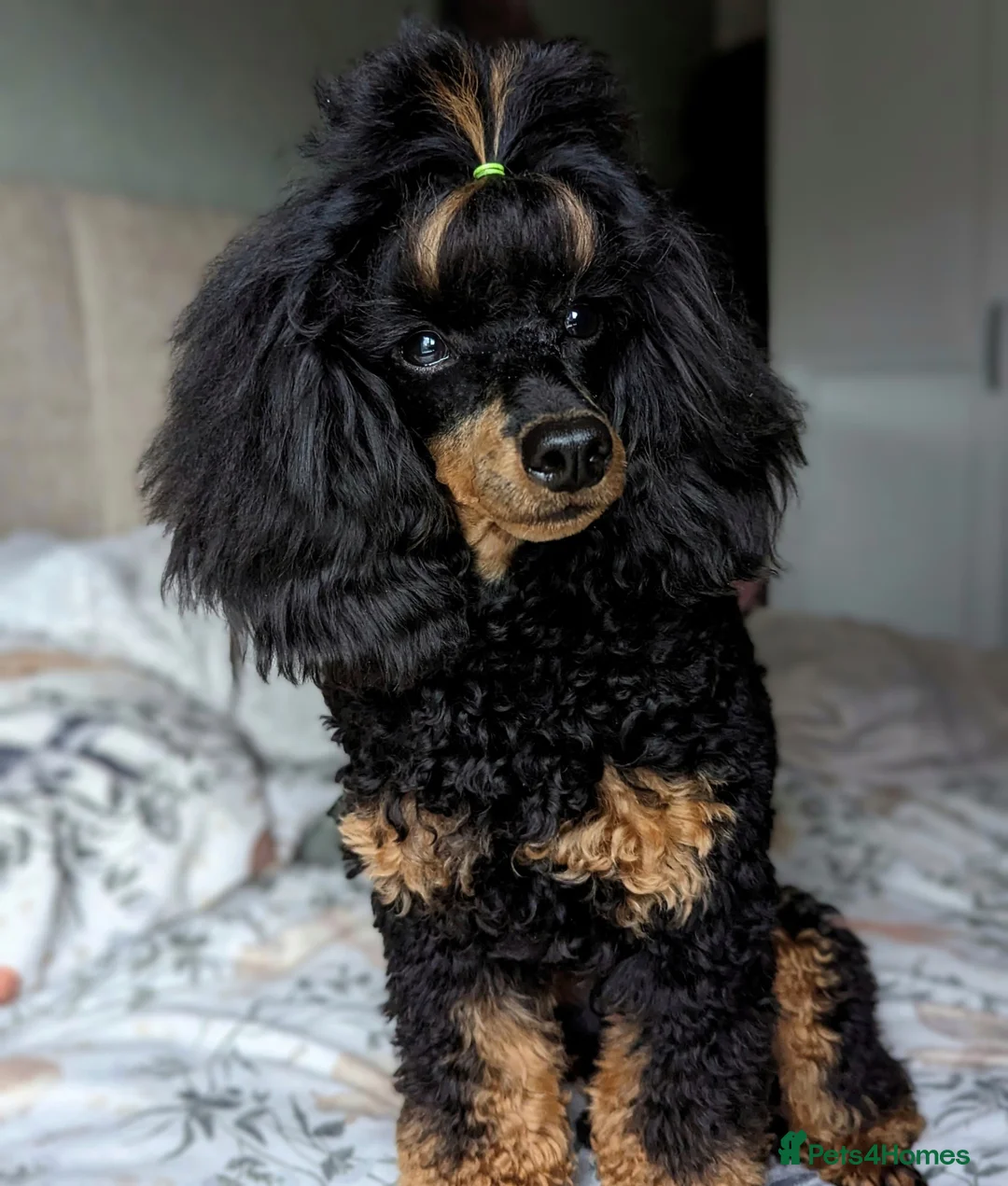 Toy Poodle dogs for stud: *Proven* KC registered Toy Poodle - petite boy in Bolton - Advert 3