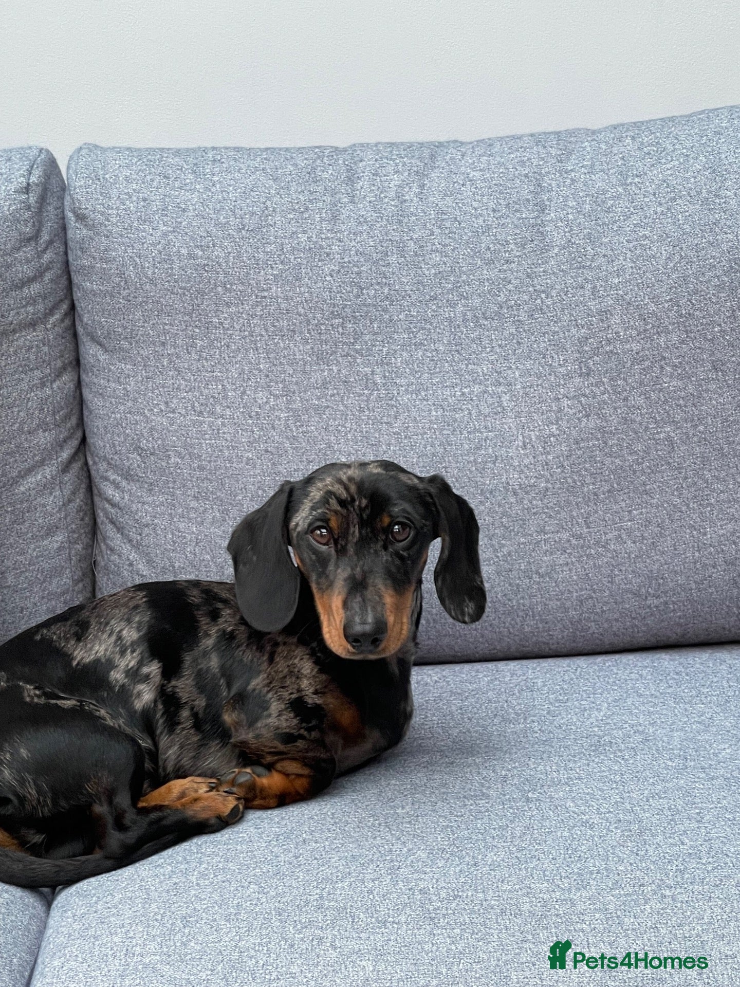 Miniature Dachshund dogs Miniature Daschund - Advert 2
