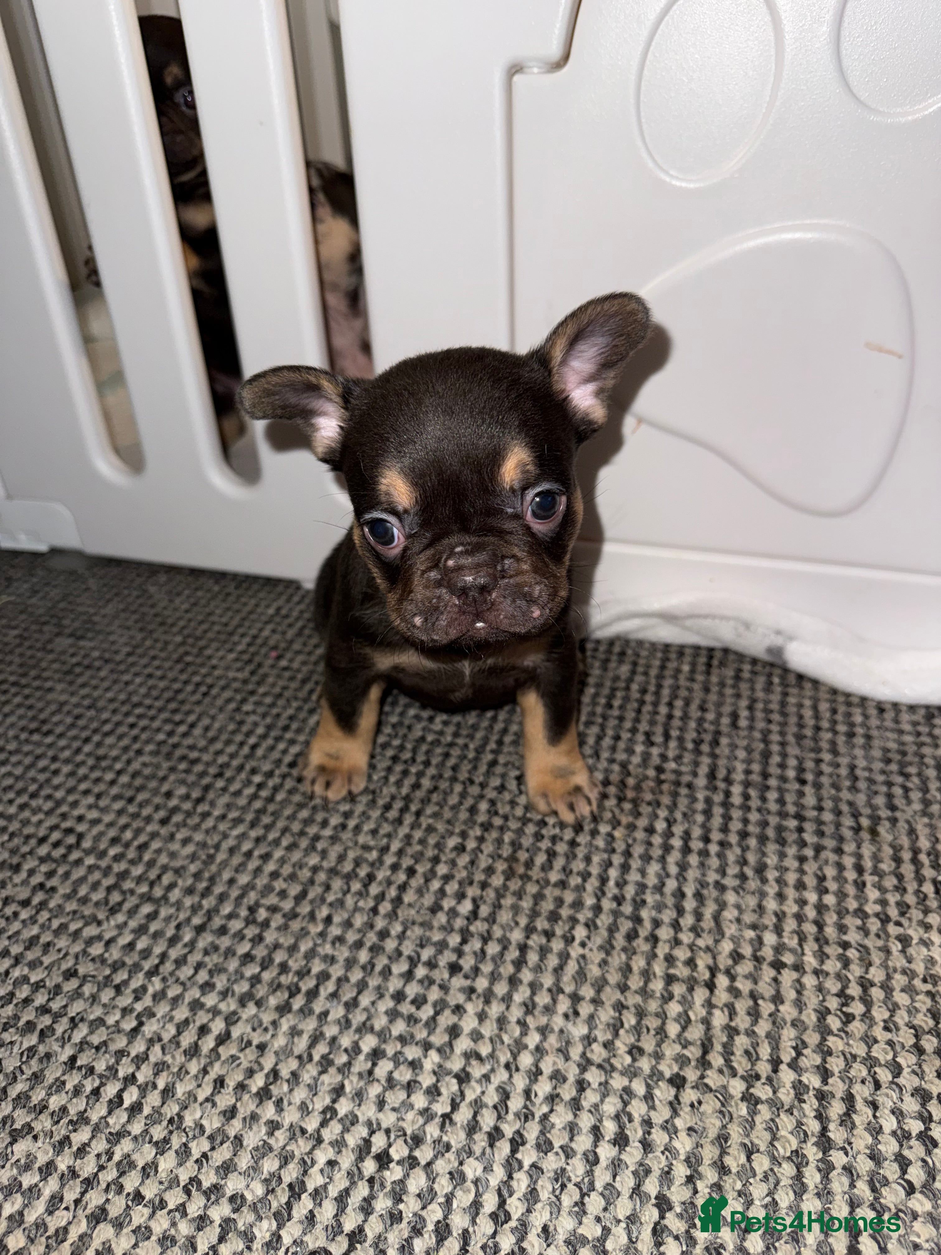 French Bulldog dogs ✨French Bulldog Puppies for sale✨ in Bath - Advert 1