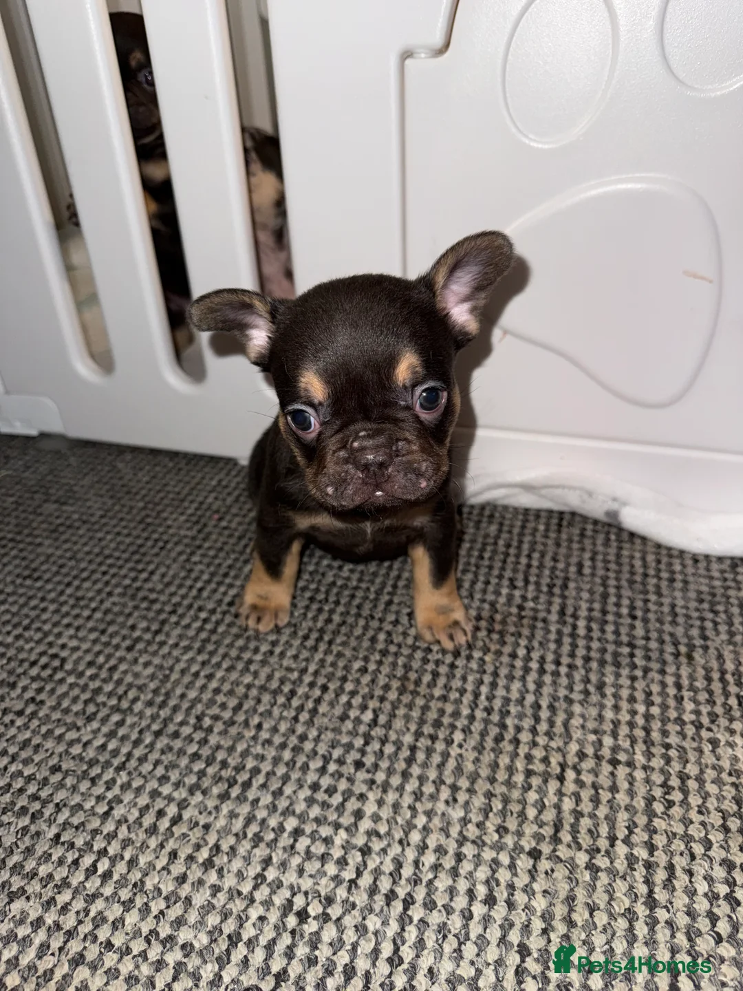French Bulldog dogs for sale: ✨French Bulldog Puppies for sale✨ - Advert 1