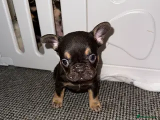 French Bulldog dogs ✨French Bulldog Puppies for sale✨ in Bath - Advert 1