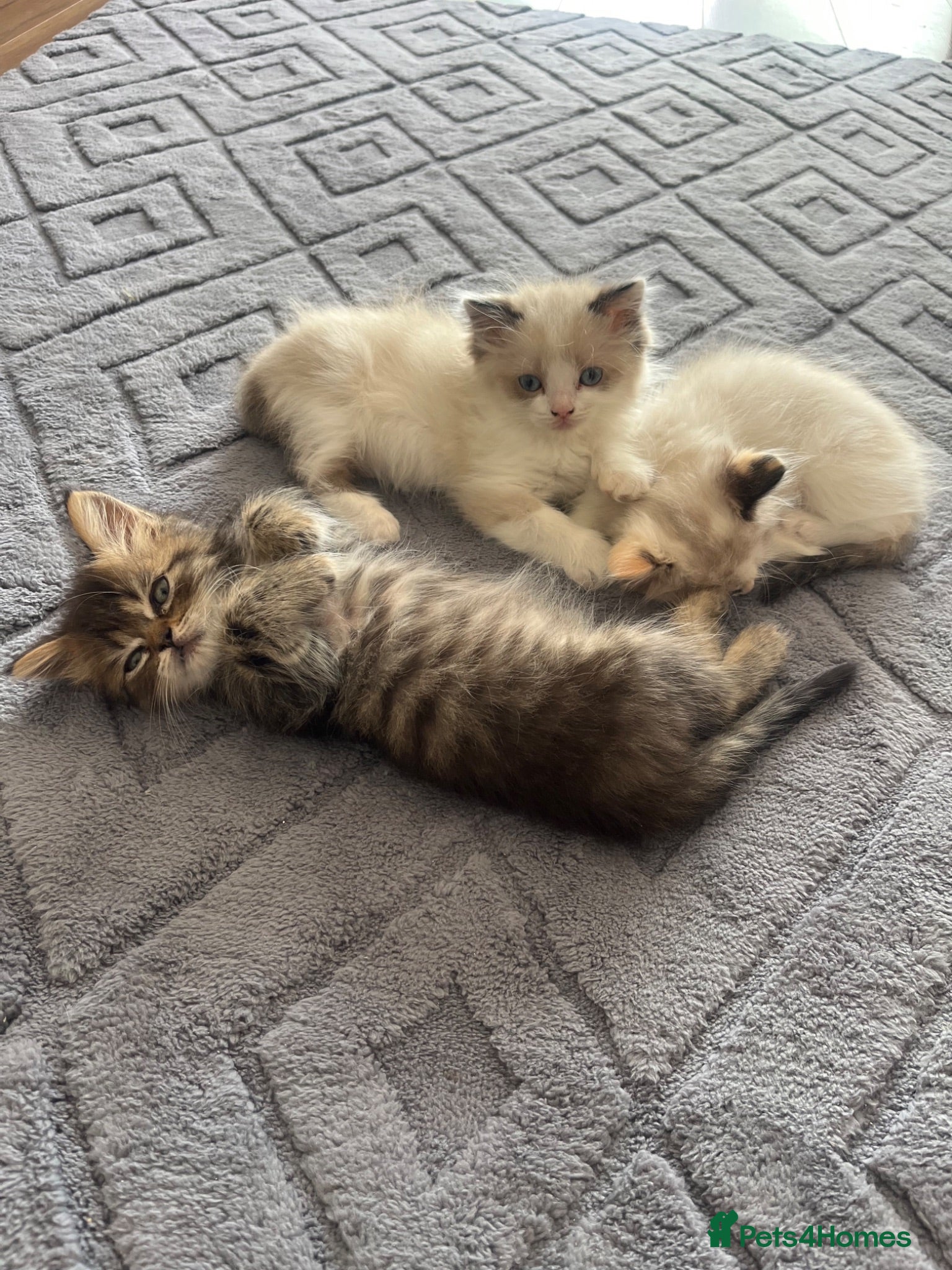 Mixed Breed cats REDUCED Ragdoll cross Maine coon/exotic Persian  - Advert 2