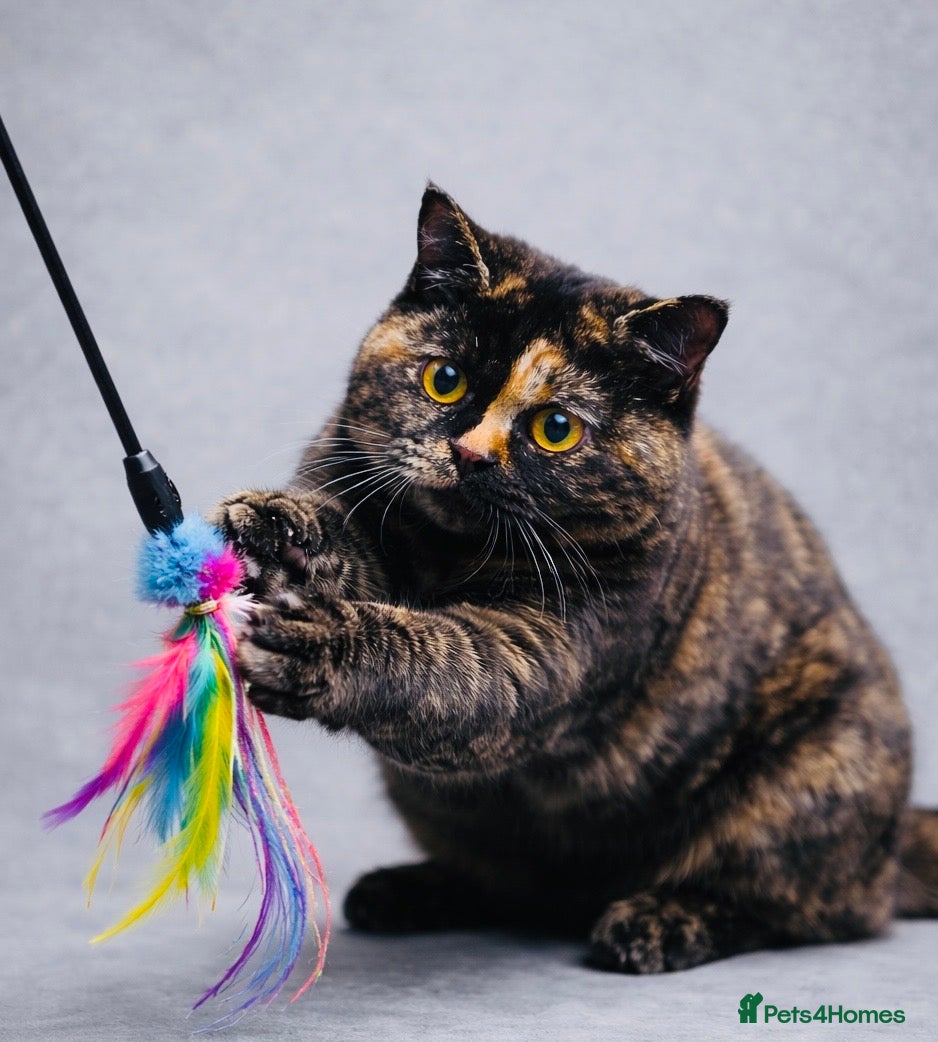 British Shorthair cats for sale: 18 Week RARE Tortoiseshell British Shorthair Girl - Advert 1