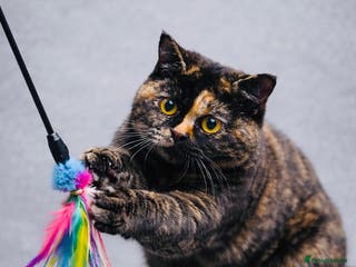 British Shorthair cats 18 Week RARE Tortoiseshell British Shorthair Girl - Advert 1