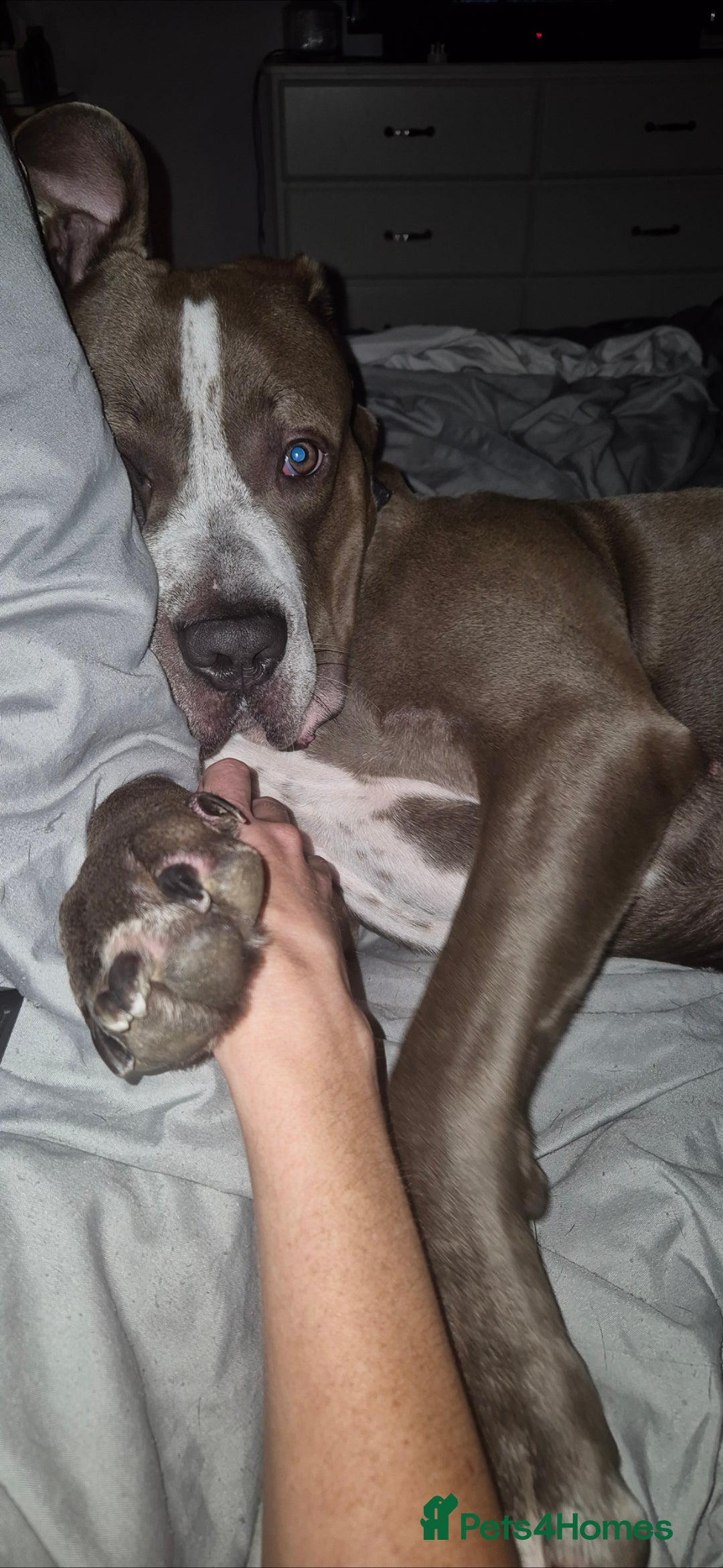 Mixed Breed dogs Bully Dane mixed breed - Advert 4