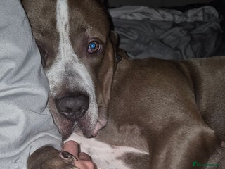 Mixed Breed dogs - Advert 2