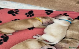 Golden Retriever dogs for sale: 🐾Sweet Golden Retriever Puppies-5 generation KC🐾 - Image 18