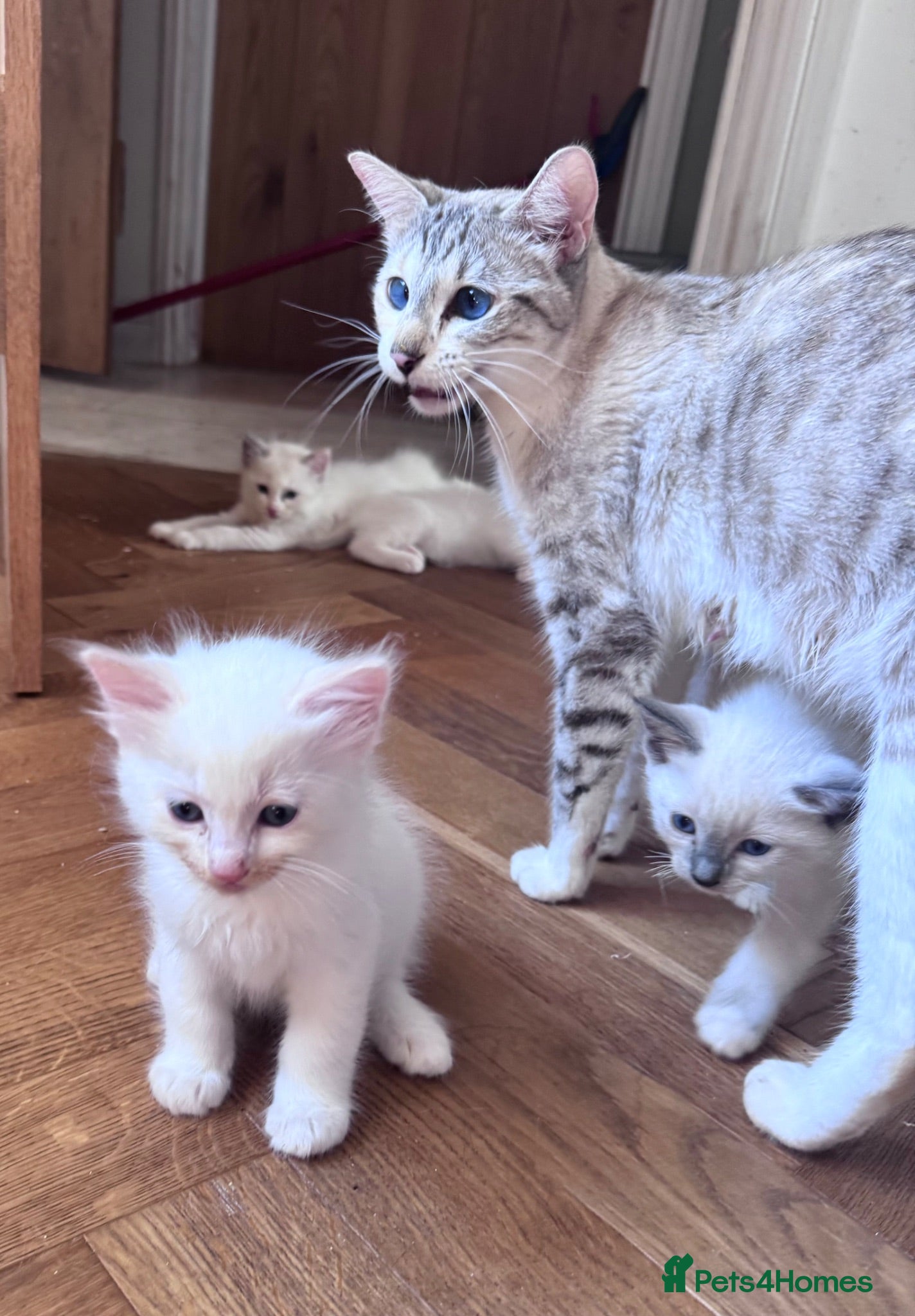 Ragdoll cats Ragdoll x Snow Bengal kittens 🐾 - Advert 2